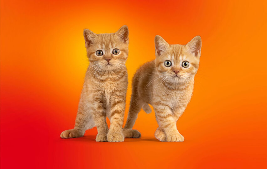 تصاویر شخصی شما در خطر است: تهدید تروجان جدید اسپارک کیتی (SparkKitty)