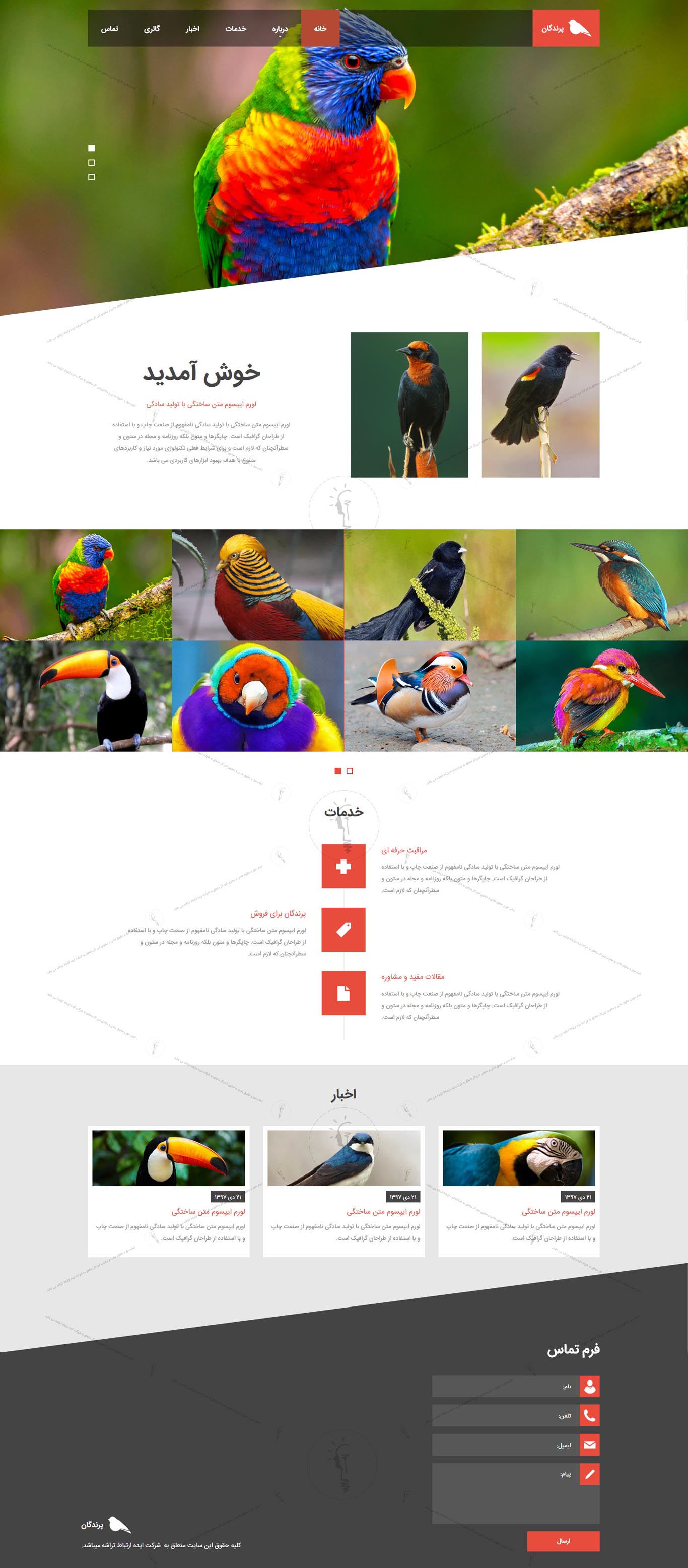 خرید قالب سایت و طراحی سایت پرندگان